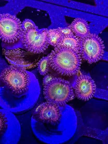 TSA Rainbow Spectrum Zoanthids – Almost WYSIWYG (1–3+ Polyps)