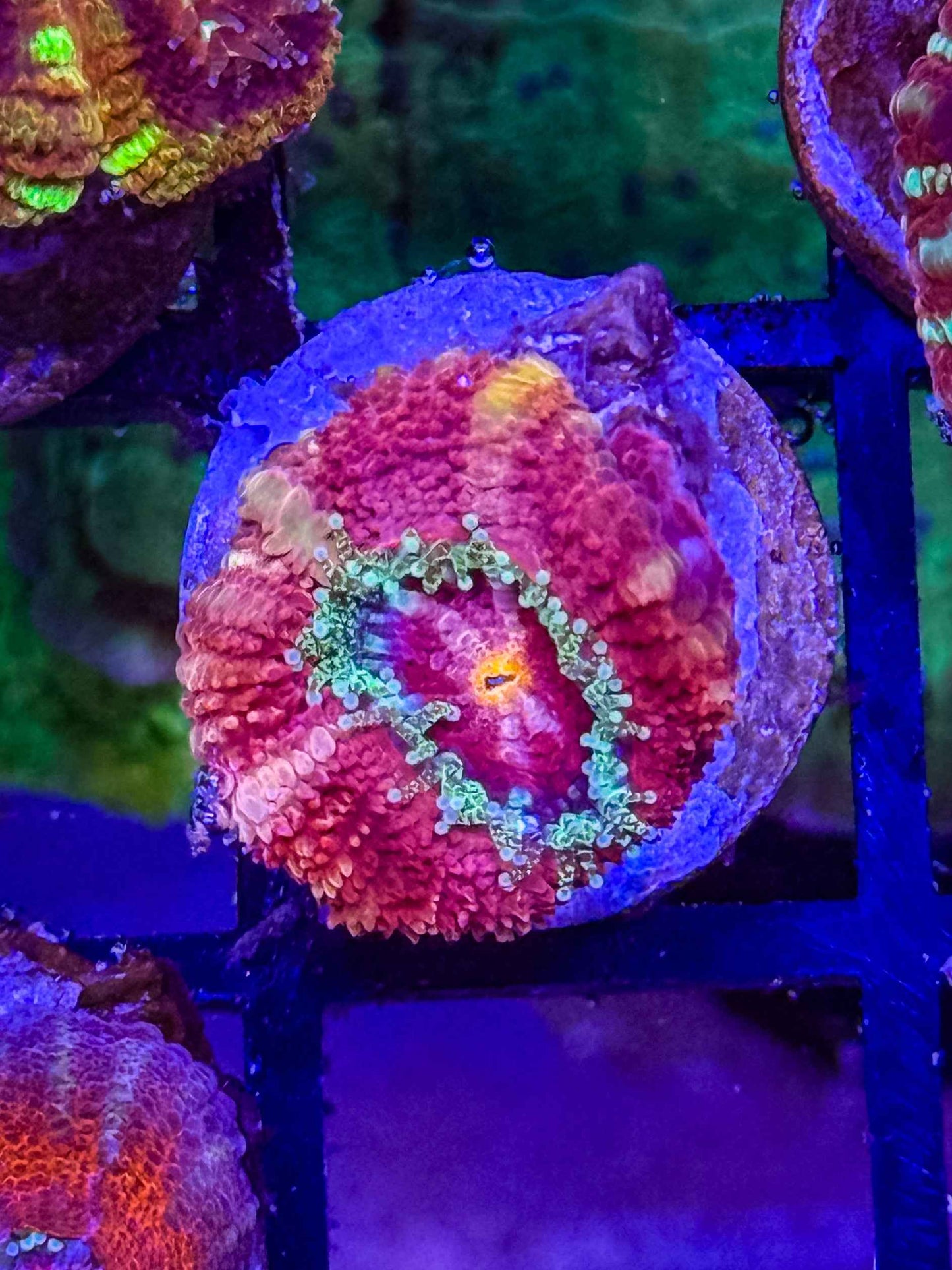GS Snake River Acan