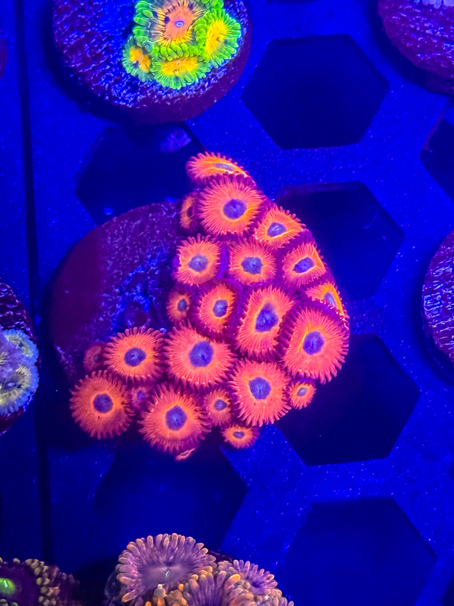 ECC Charmanders Zoas
