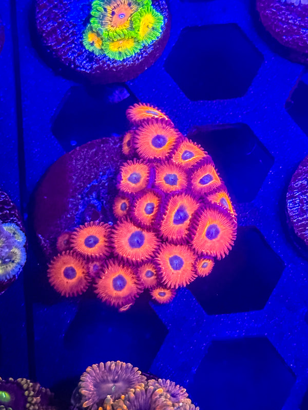 ECC Charmanders Zoas