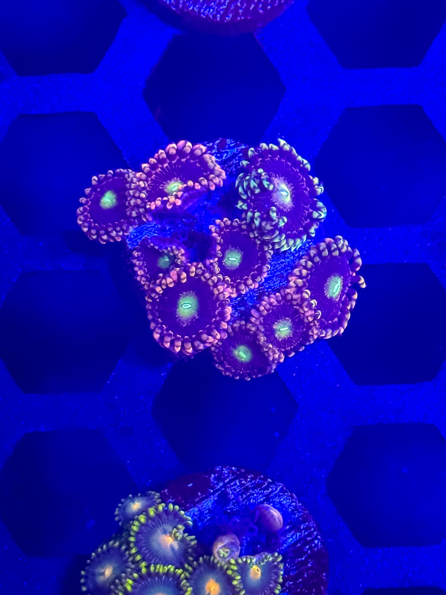 CK Bozo’s Birthday Zoas