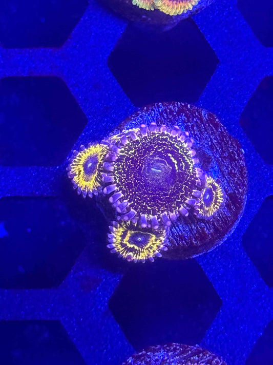 Stratosphere Zoas live coral – Gem State Corals