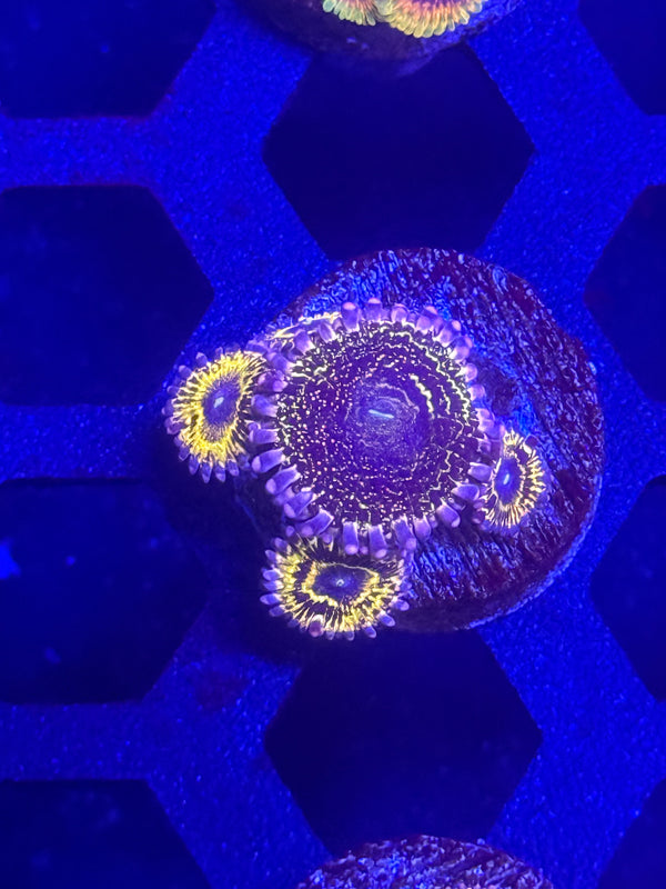 Stratosphere Zoas