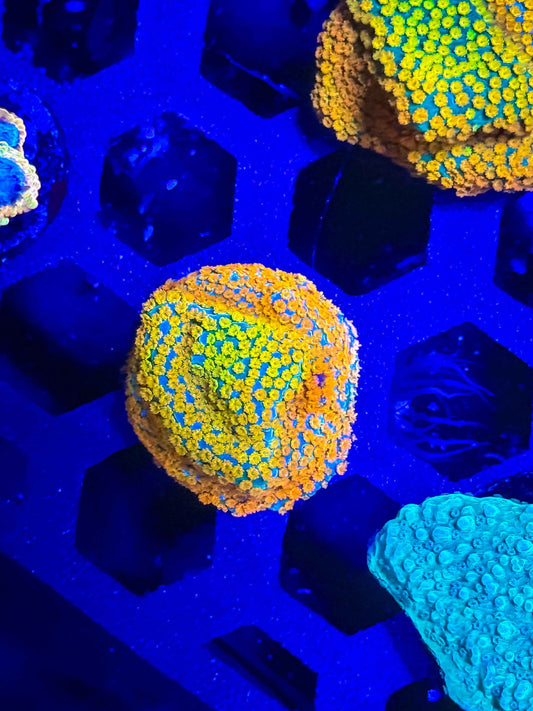 Rainbow Encrusting Montipora – WYSIWYG #1