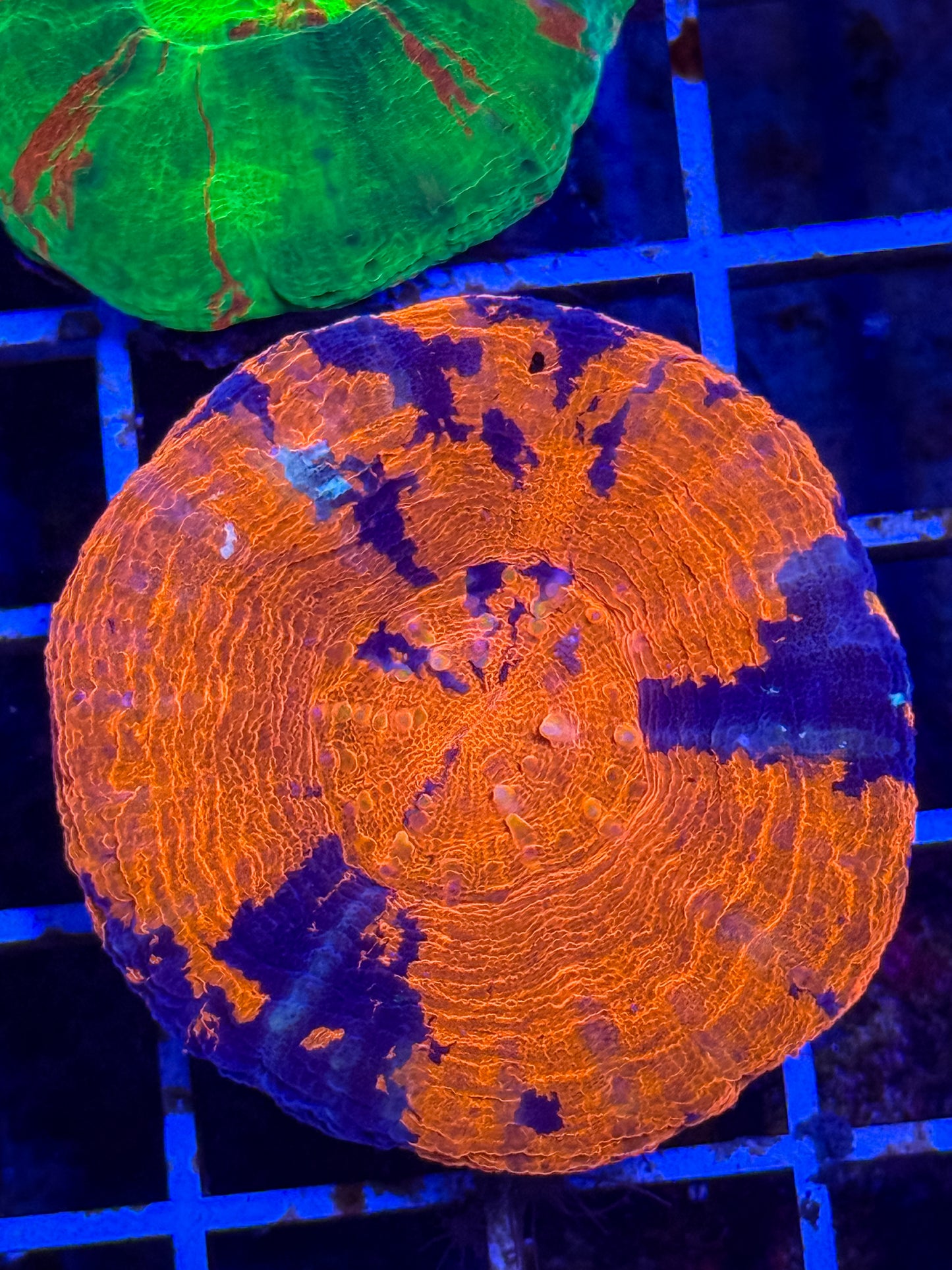 Superman Scolymia Coral
