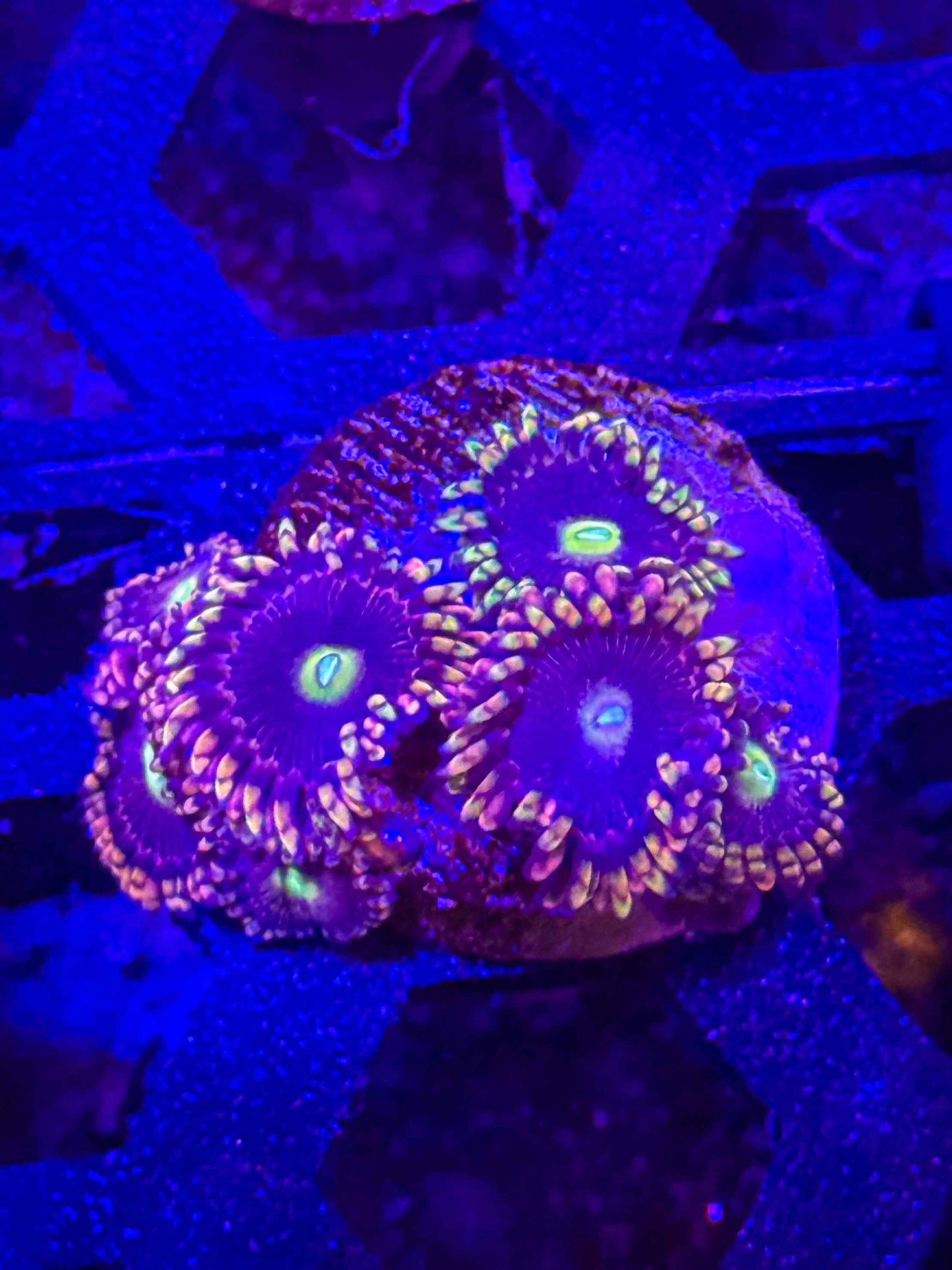 Antimatter Zoa