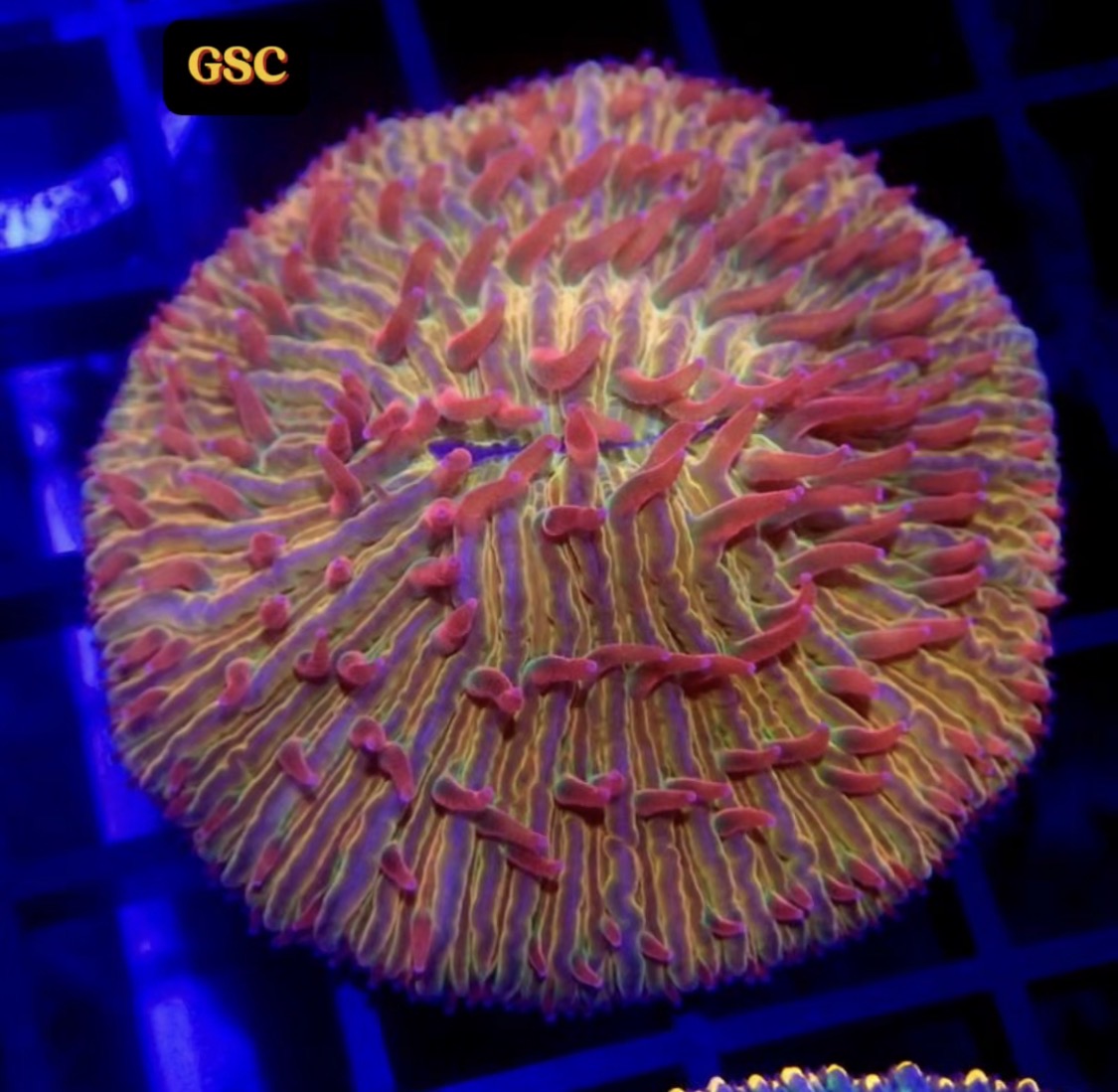 Fungia Plate Coral (Rare Color)