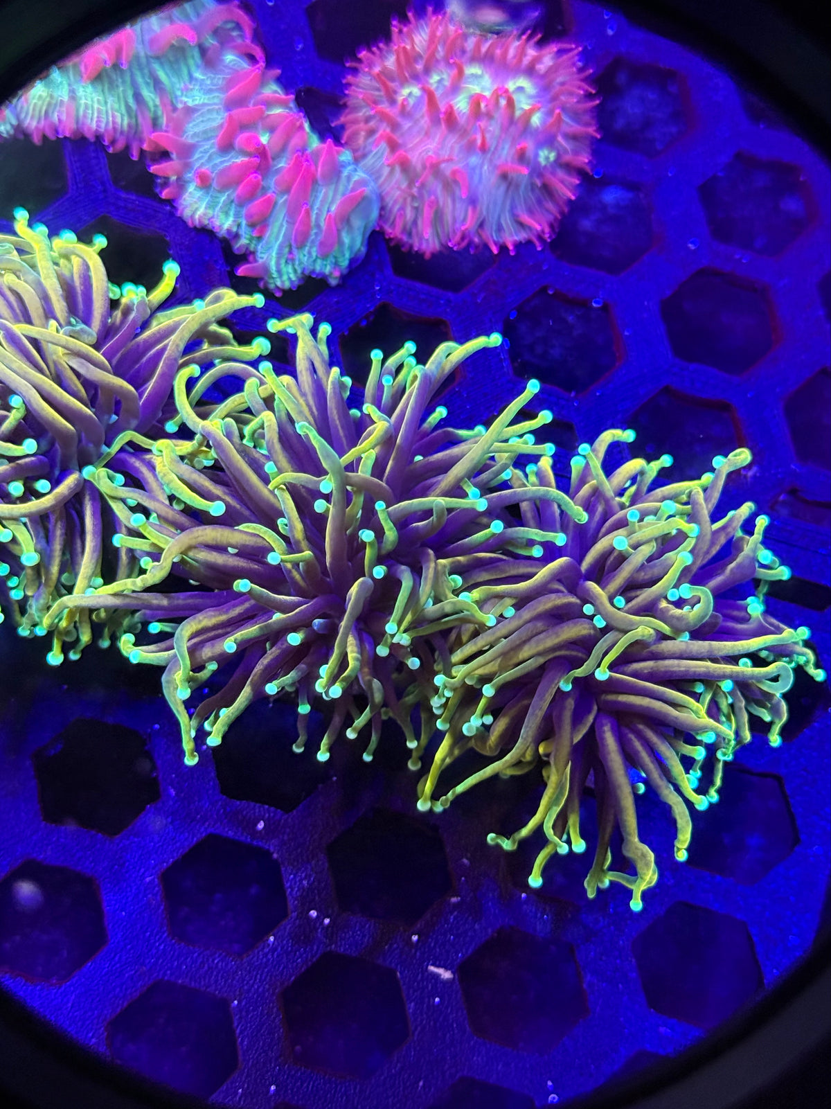 Hellfire Torch Coral (1 Polyp) – Almost WYSIWYG