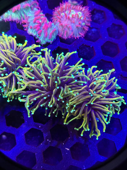 Hellfire Torch Coral (1 Polyp) – Almost WYSIWYG