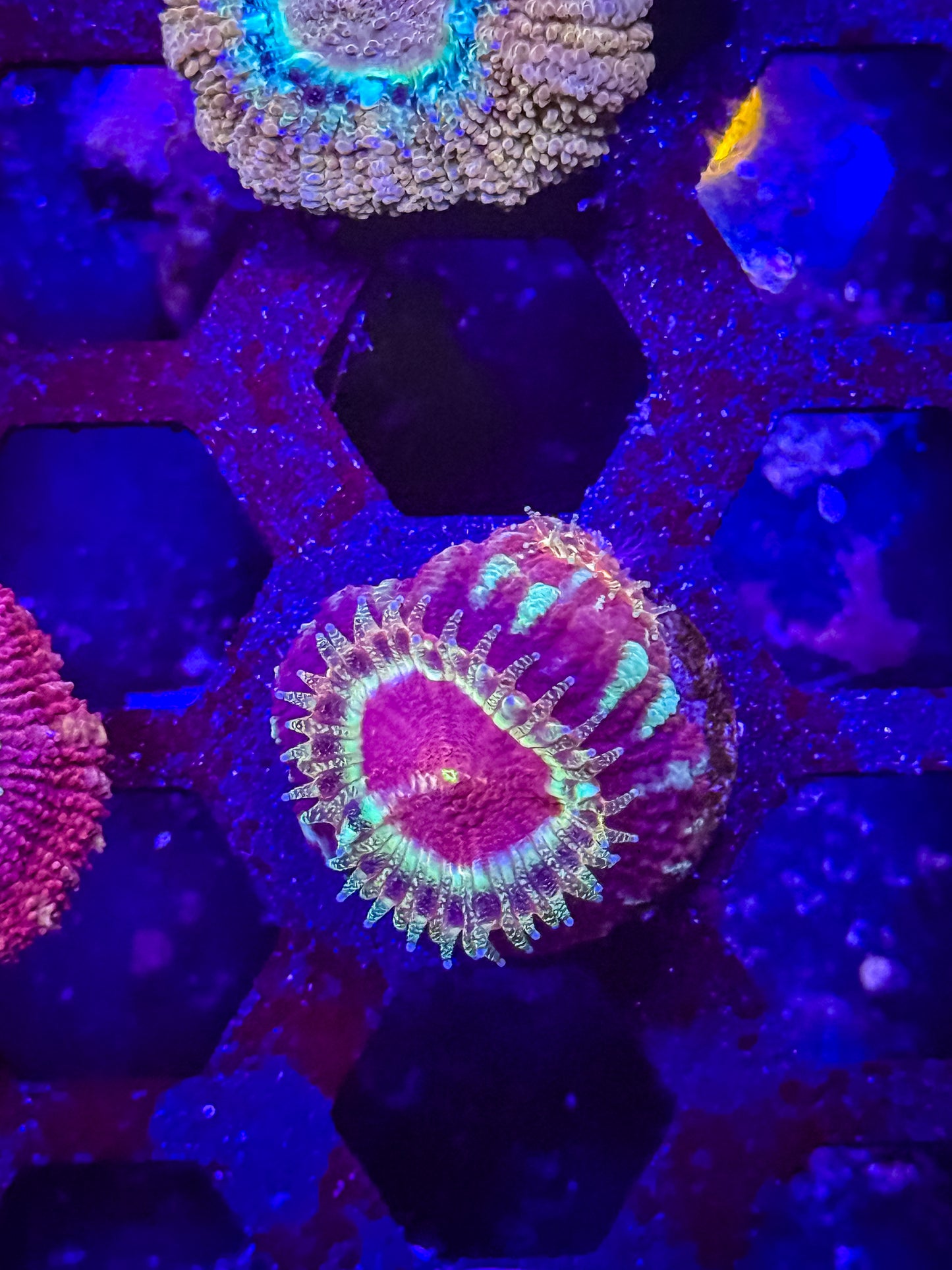 Malaysian Acan Lord