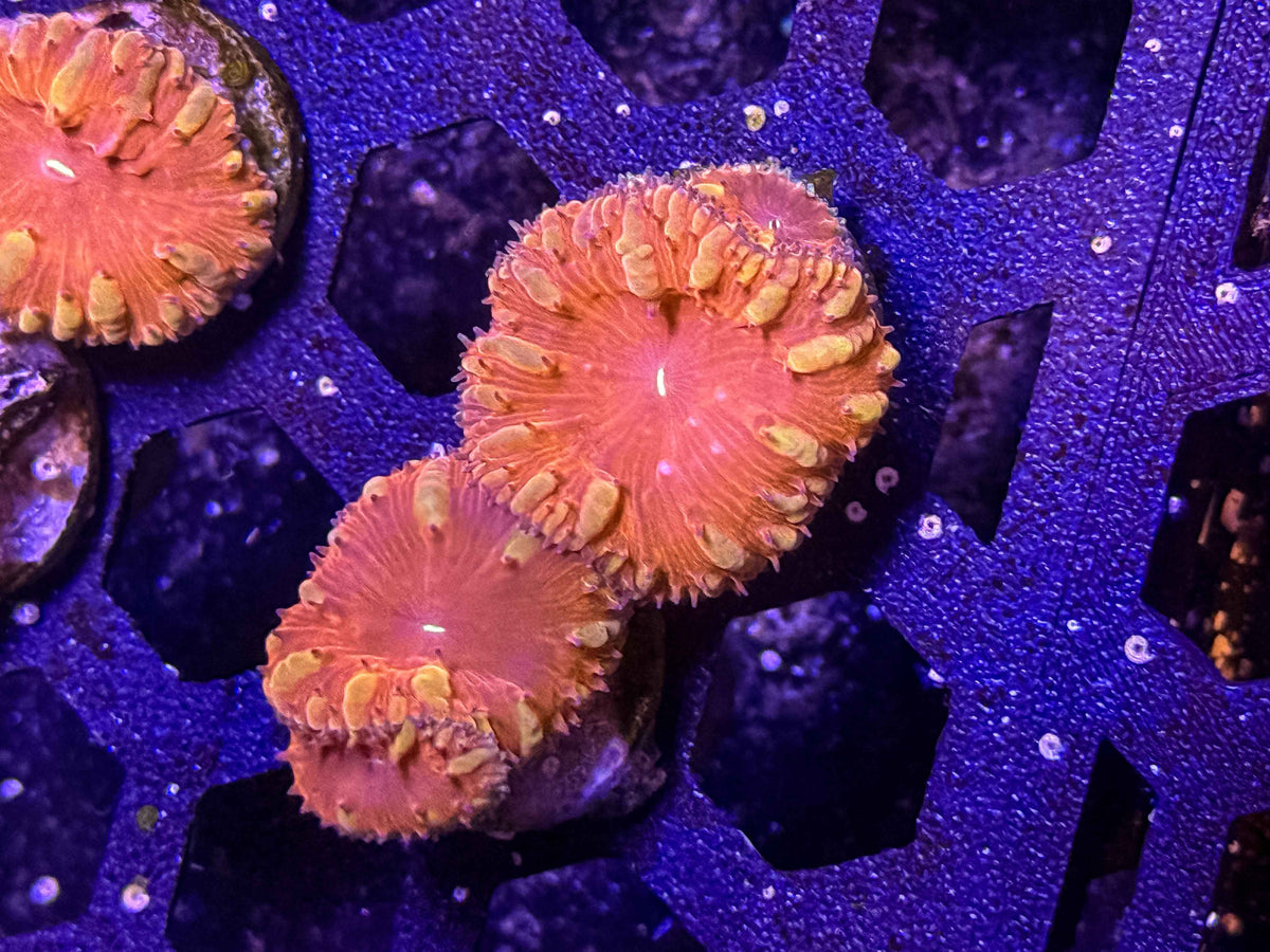 GS Charmander Blastomussa Coral - Almost WYSIWYG