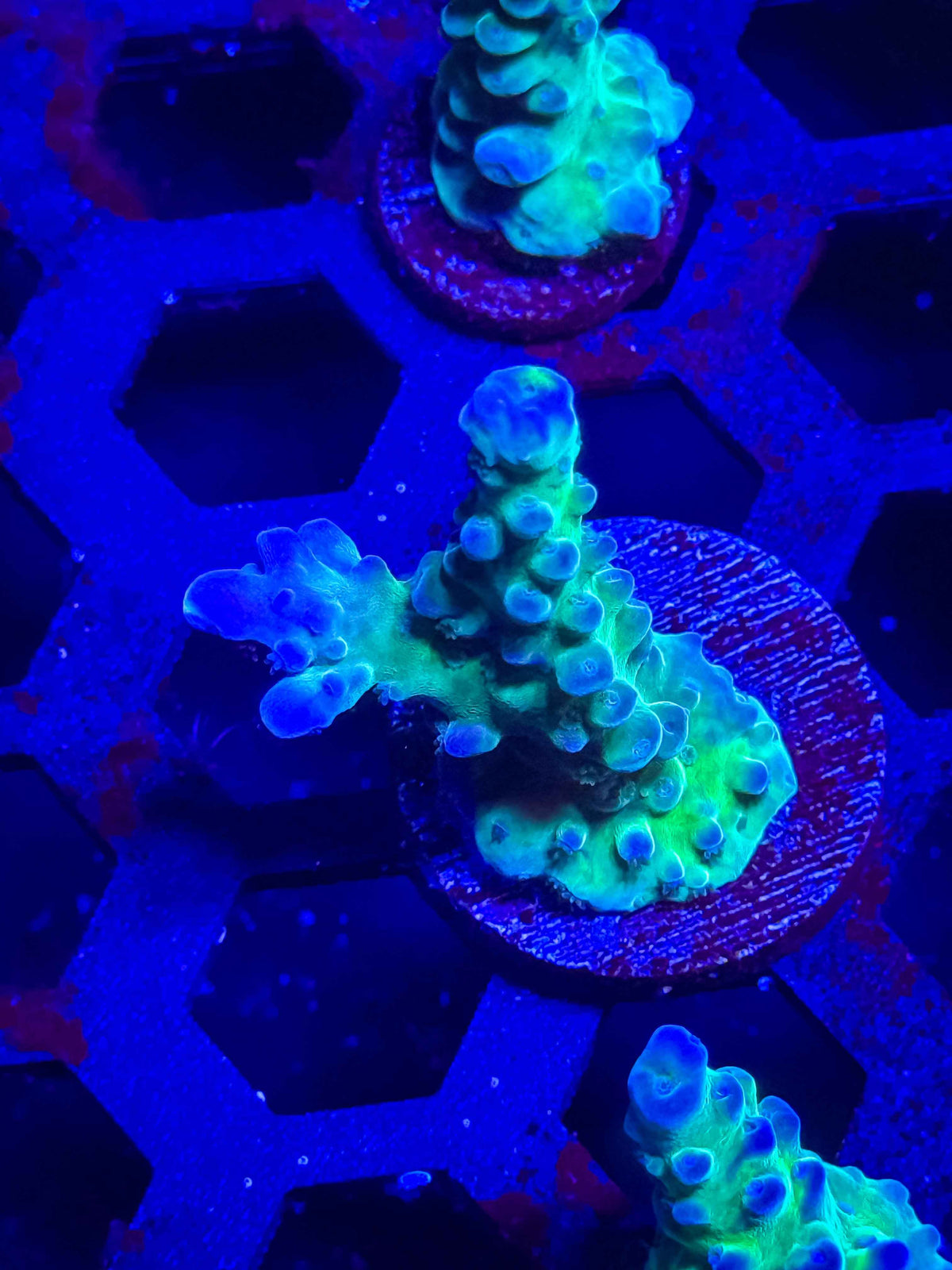 WWC Yellow Tip Acro – WYSIWYG #3