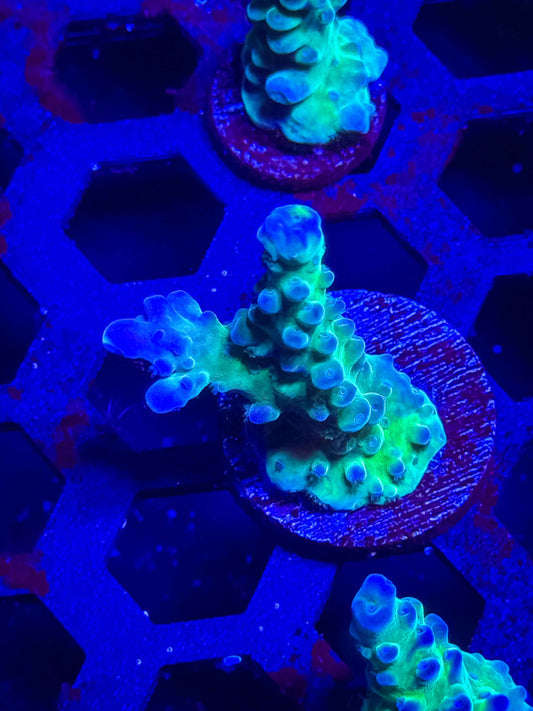 WWC Yellow Tip Acro – WYSIWYG #3