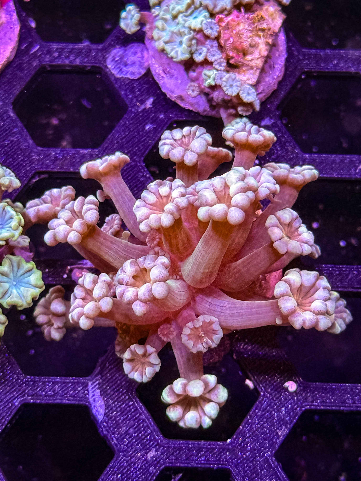 Indo Alveopora - WYSIWYG #3