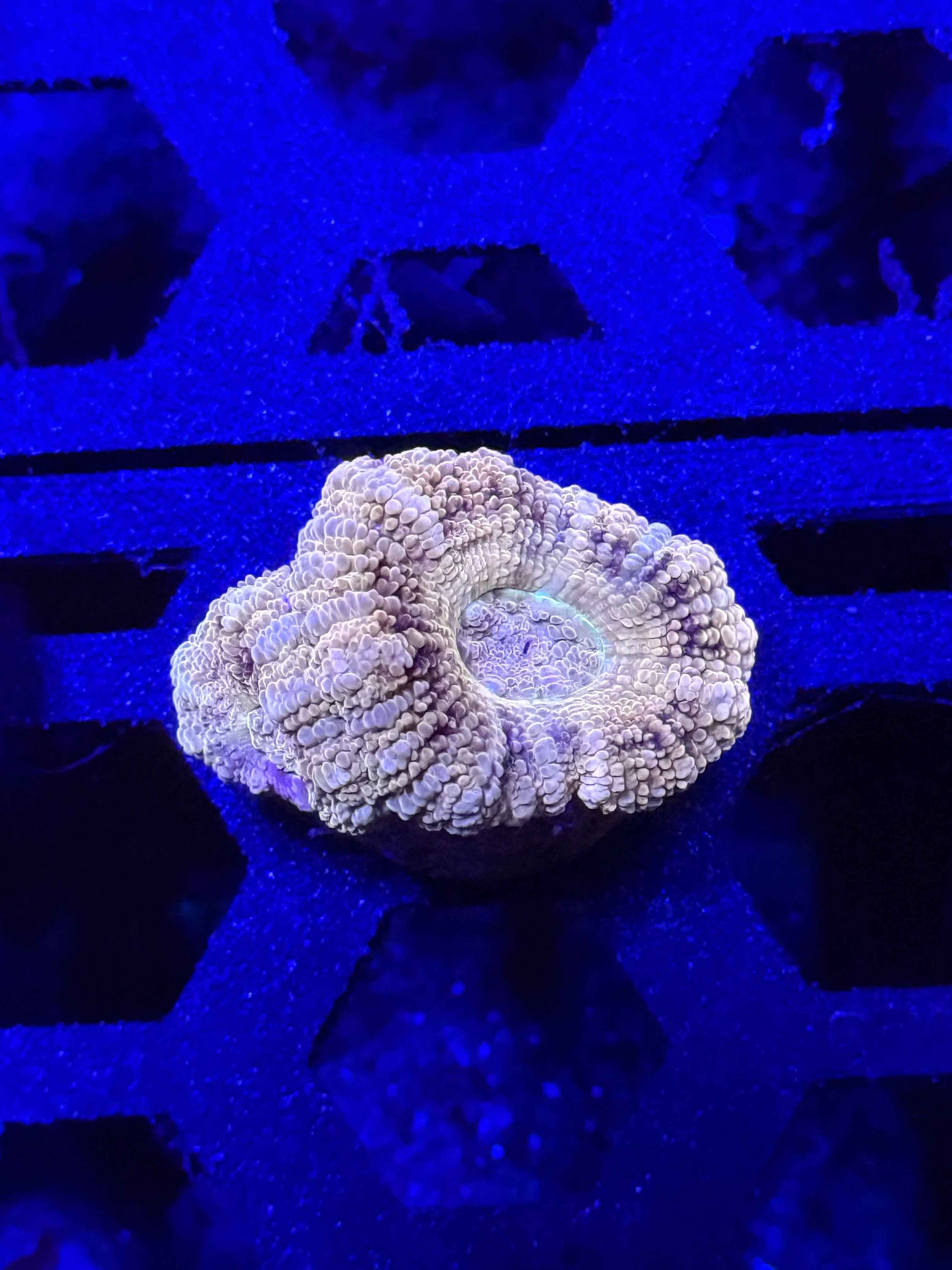Malaysian Acan Lord