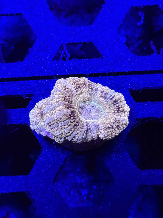 Malaysian Acan Lord