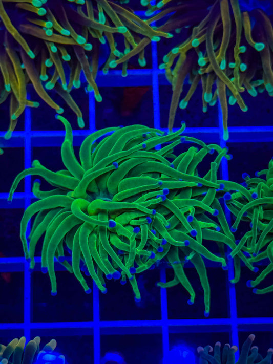 Indo Blue Tip Lime Torch