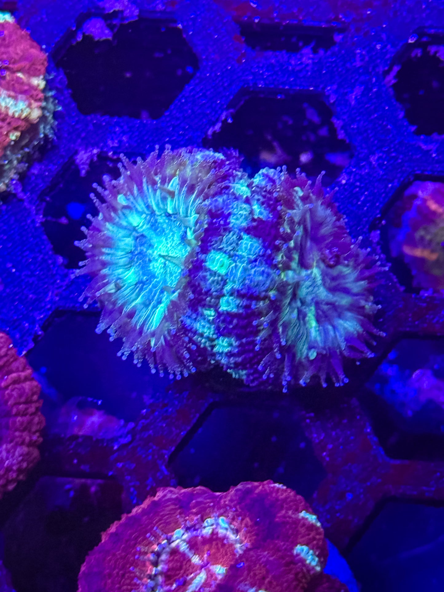Malaysian Acan Lord