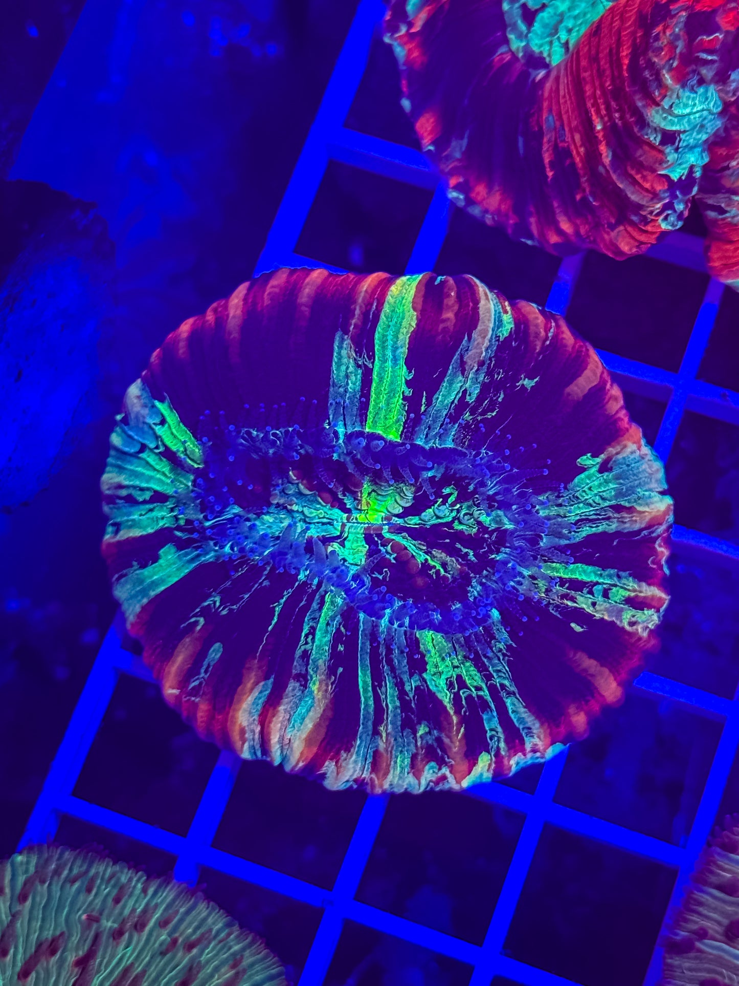 Rainbow Trachy