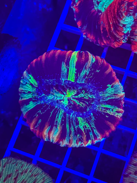 Rainbow Trachy
