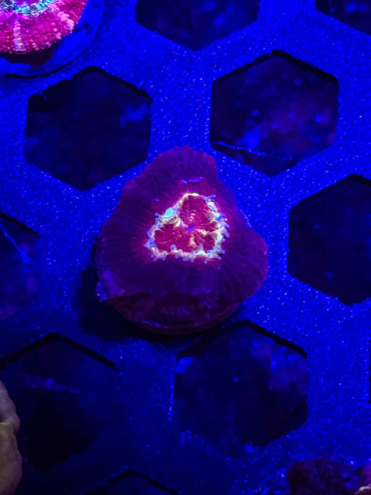 Malaysian Acan Lord