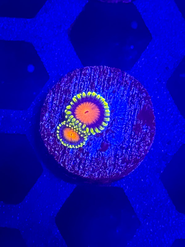 Dragon Eye Zoas