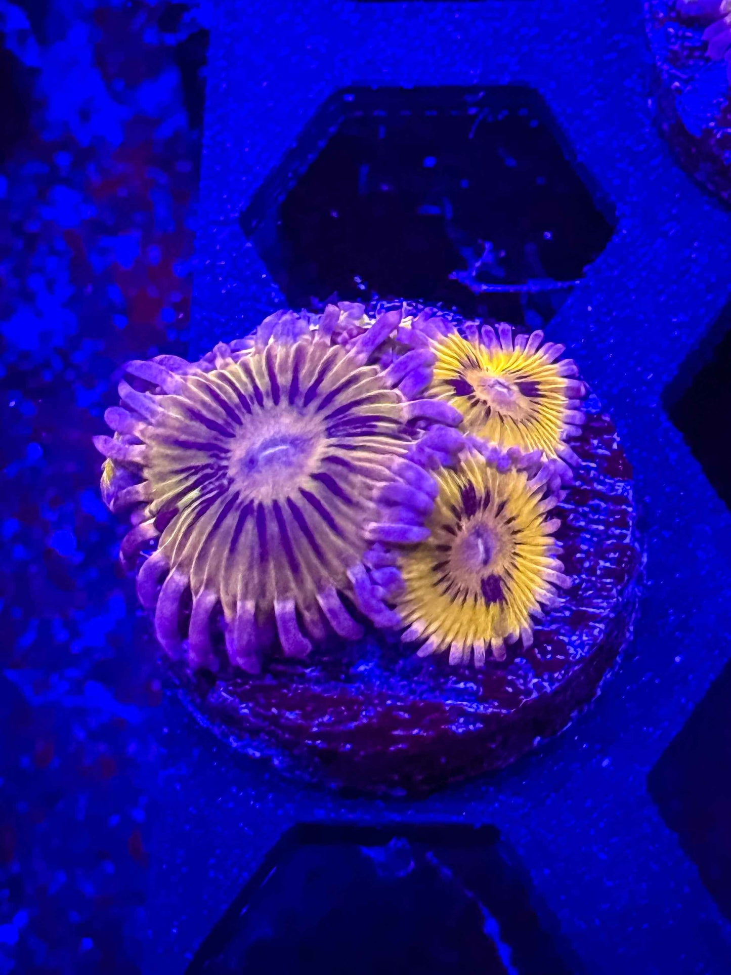 Stratocaster Zoa