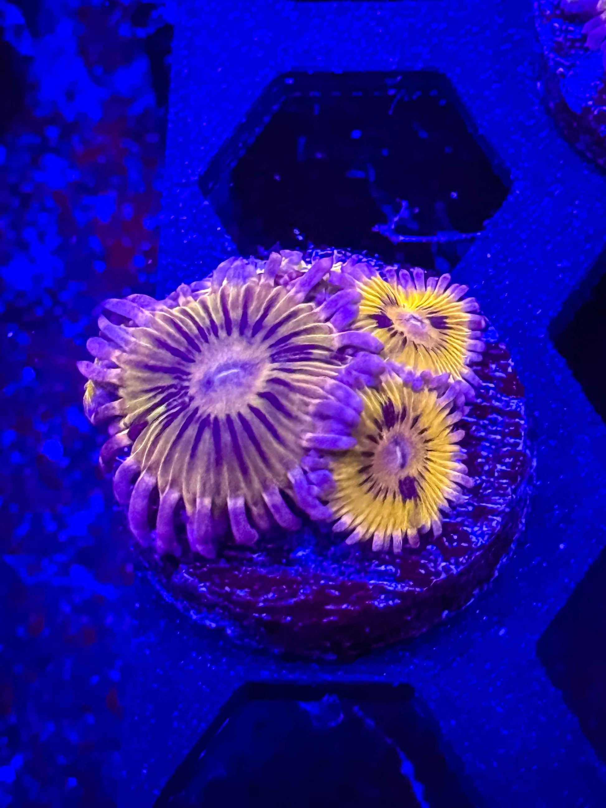 Stratocaster Zoa