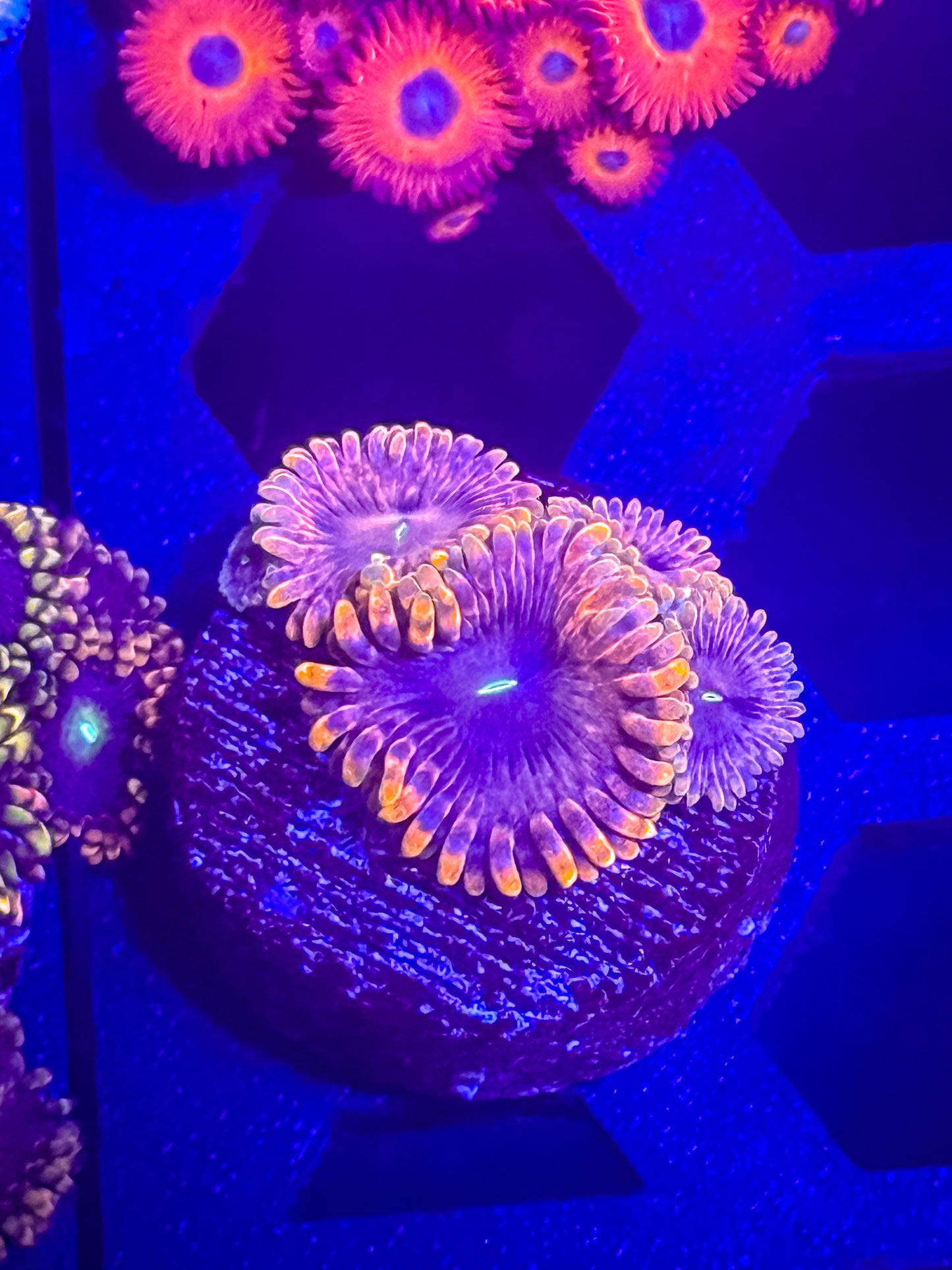 Fairy Fart Zoas