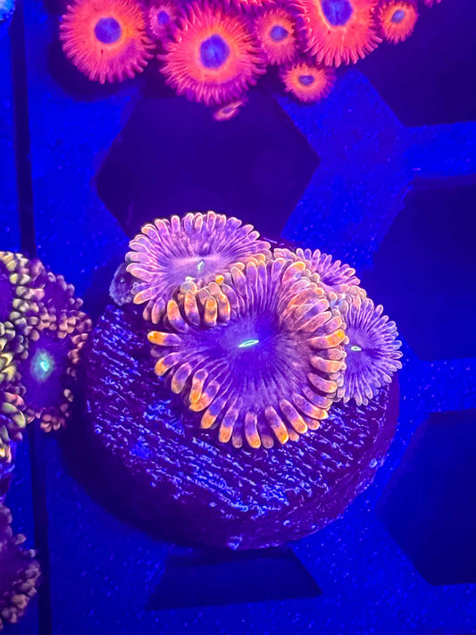 Fairy Fart Zoas live coral – Gem State Corals