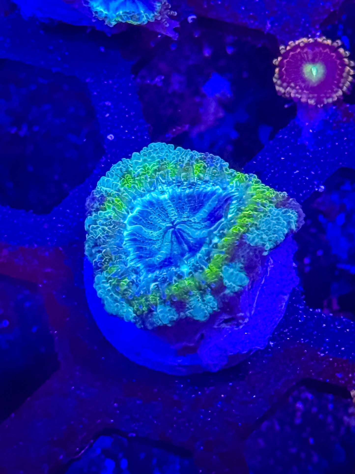 GS Bogus Basin Malaysian Acan Lord
