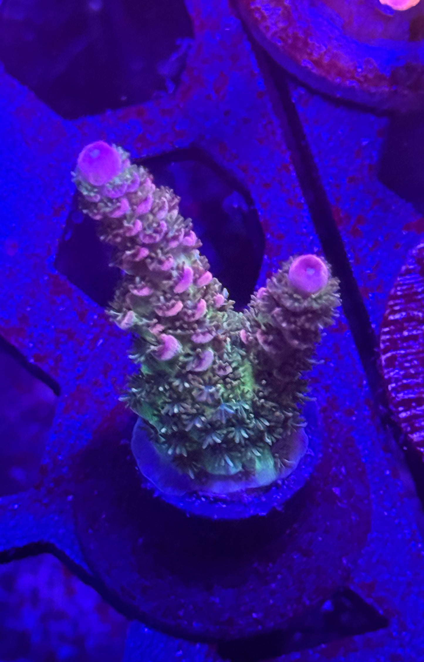 Stargazer Acro