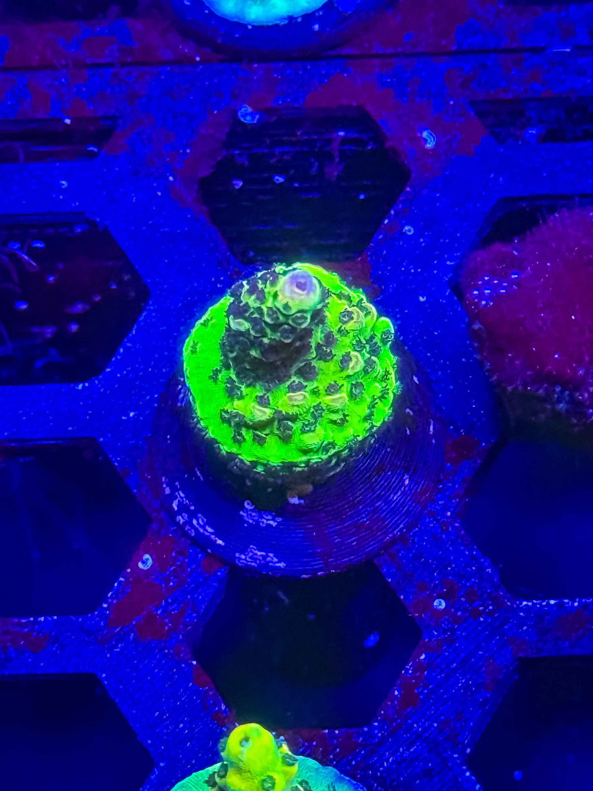 Mean Green Acro – WYSIWYG #1