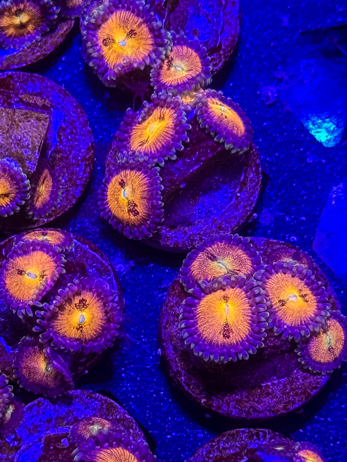 Sakura Zoanthids – Almost WYSIWYG (1–3+ Polyps)