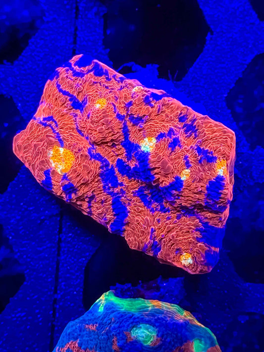 Rainbow Chalice