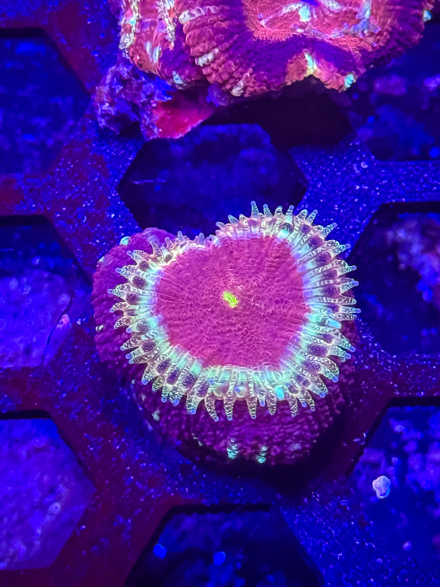 Malaysian Acan Lord