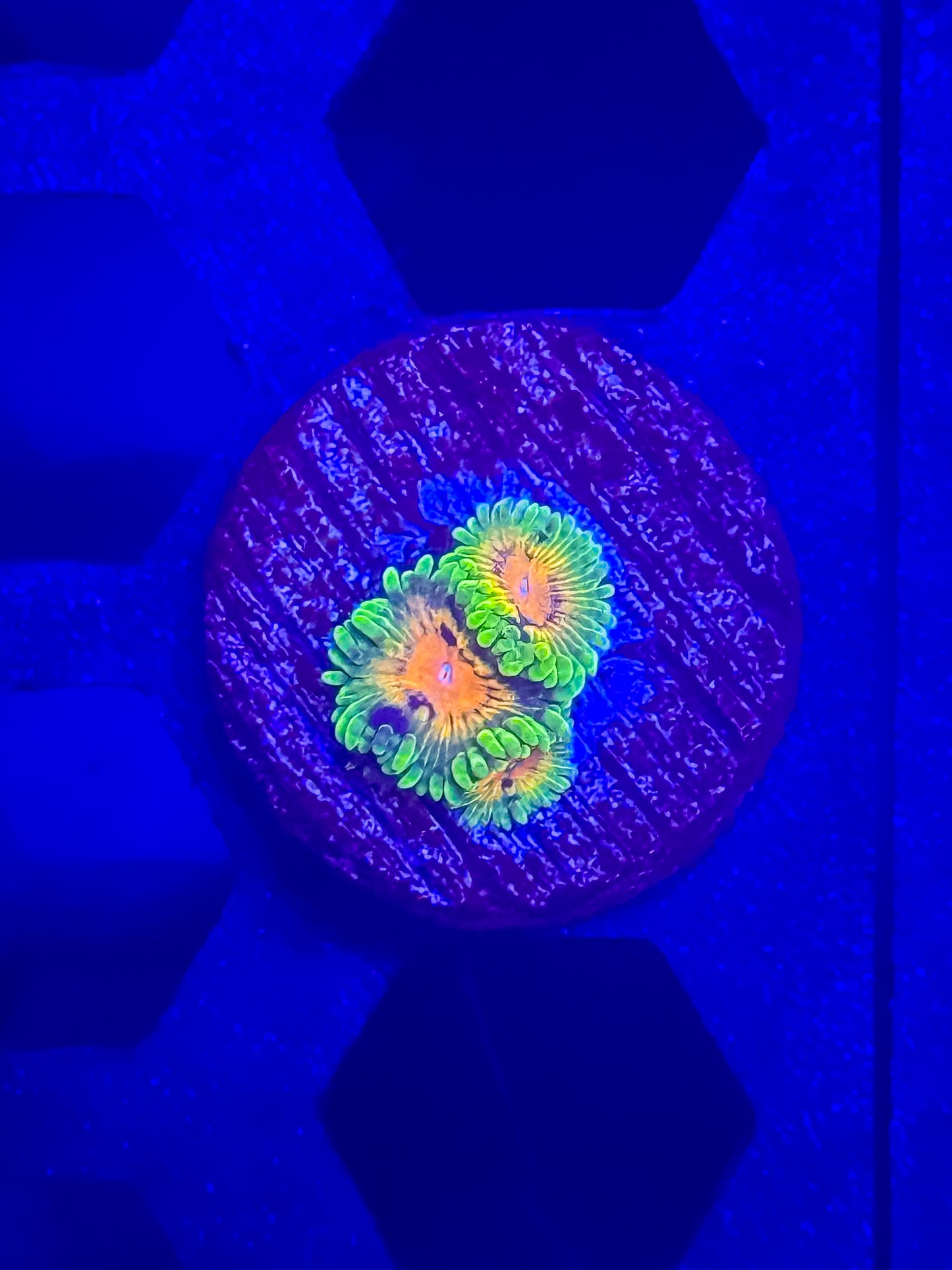 SBB Marvin the Martian Zoas