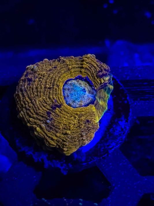 GS Boogeyman Echinata live coral – Gem State Corals