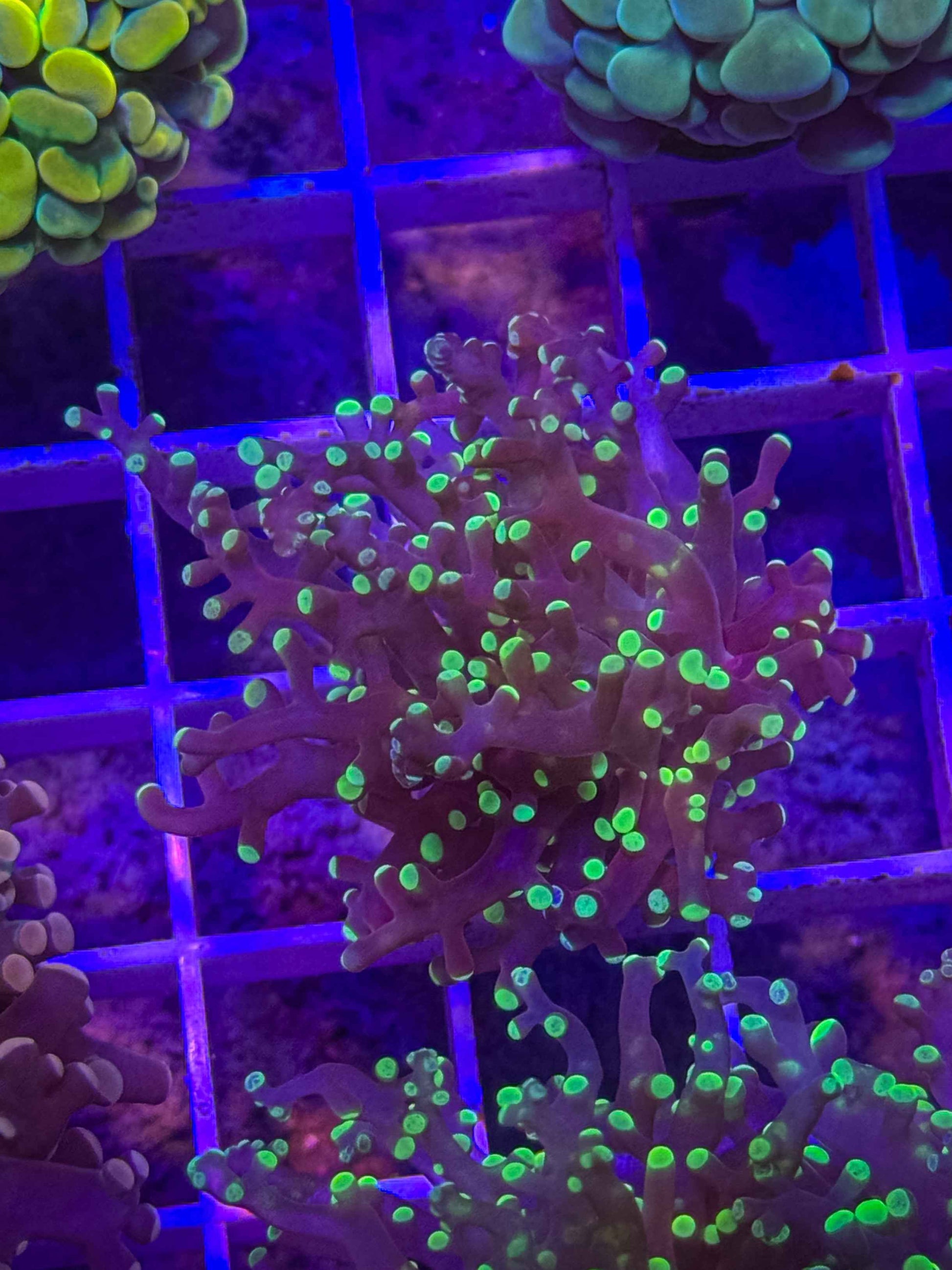 Green Tip Frogspawn