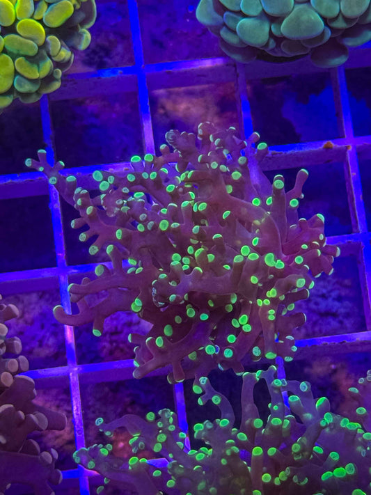 Green Tip Frogspawn