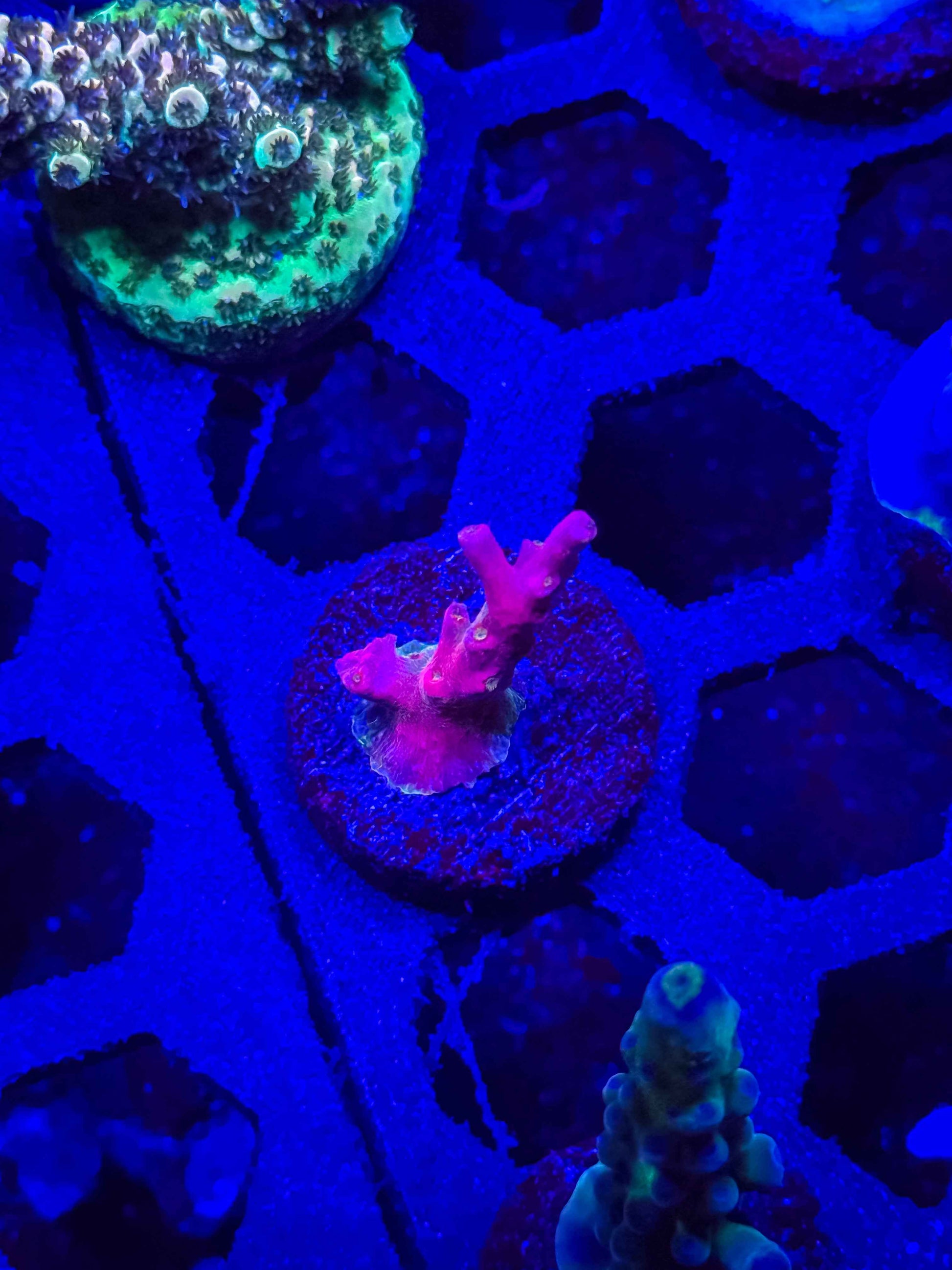 Vivids Confetti Acropora (Small Nub)