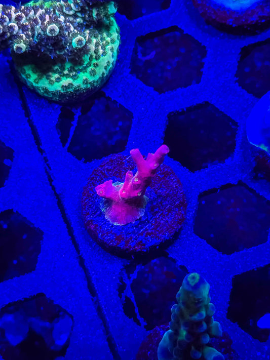 Vivids Confetti Acropora (Small Nub)