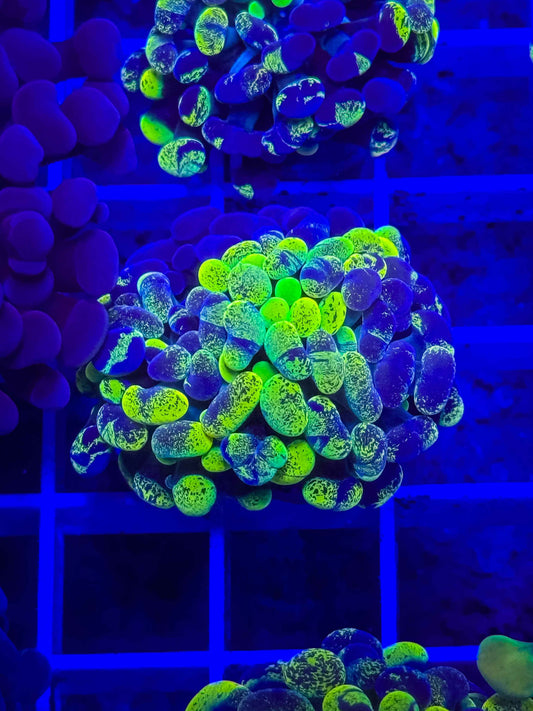 True Yellow Splatter Hammer