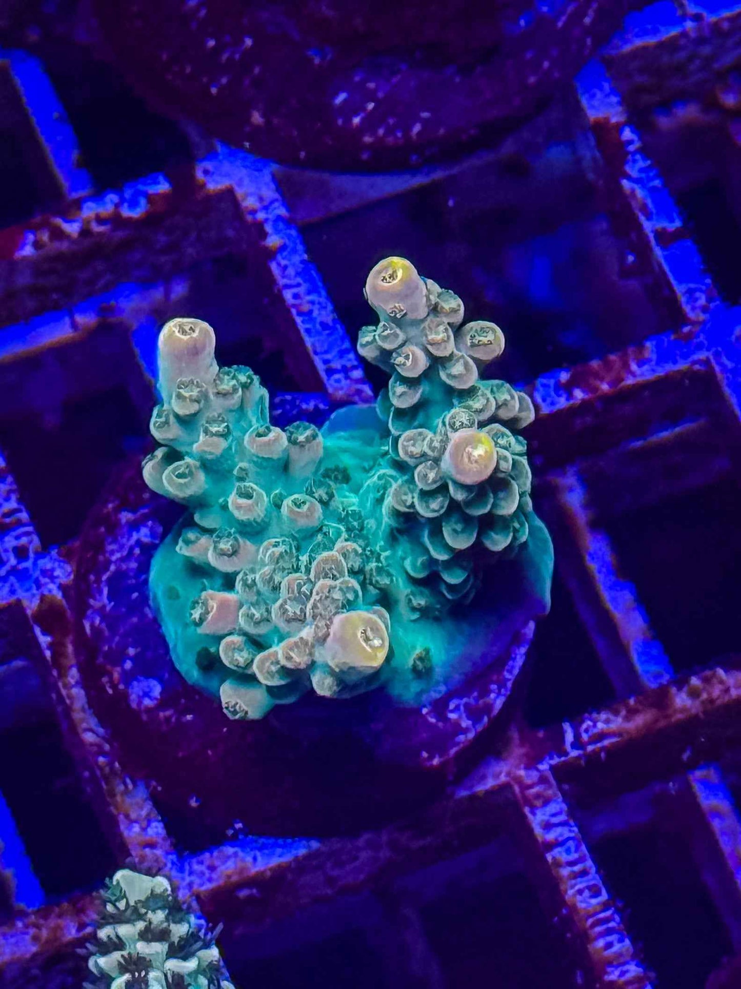 BC Bubblebath Unicorn Acropora