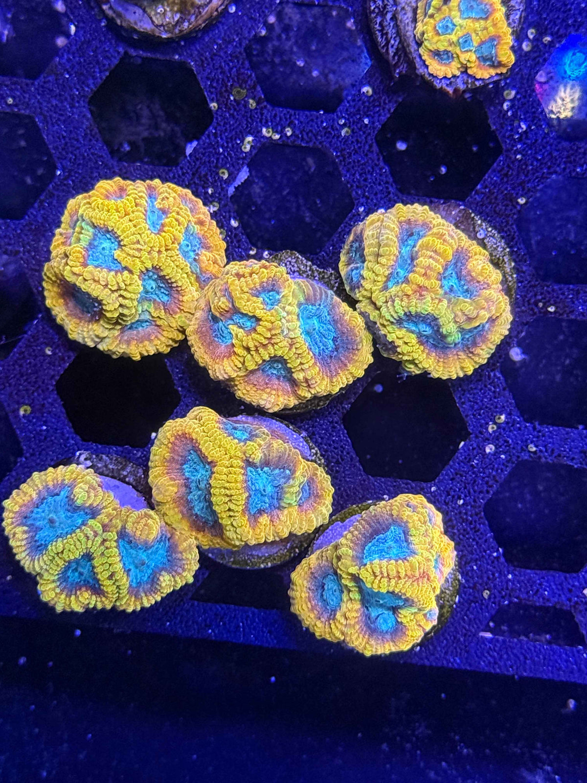 Favia of the Gods Coral – Almost WYSIWYG