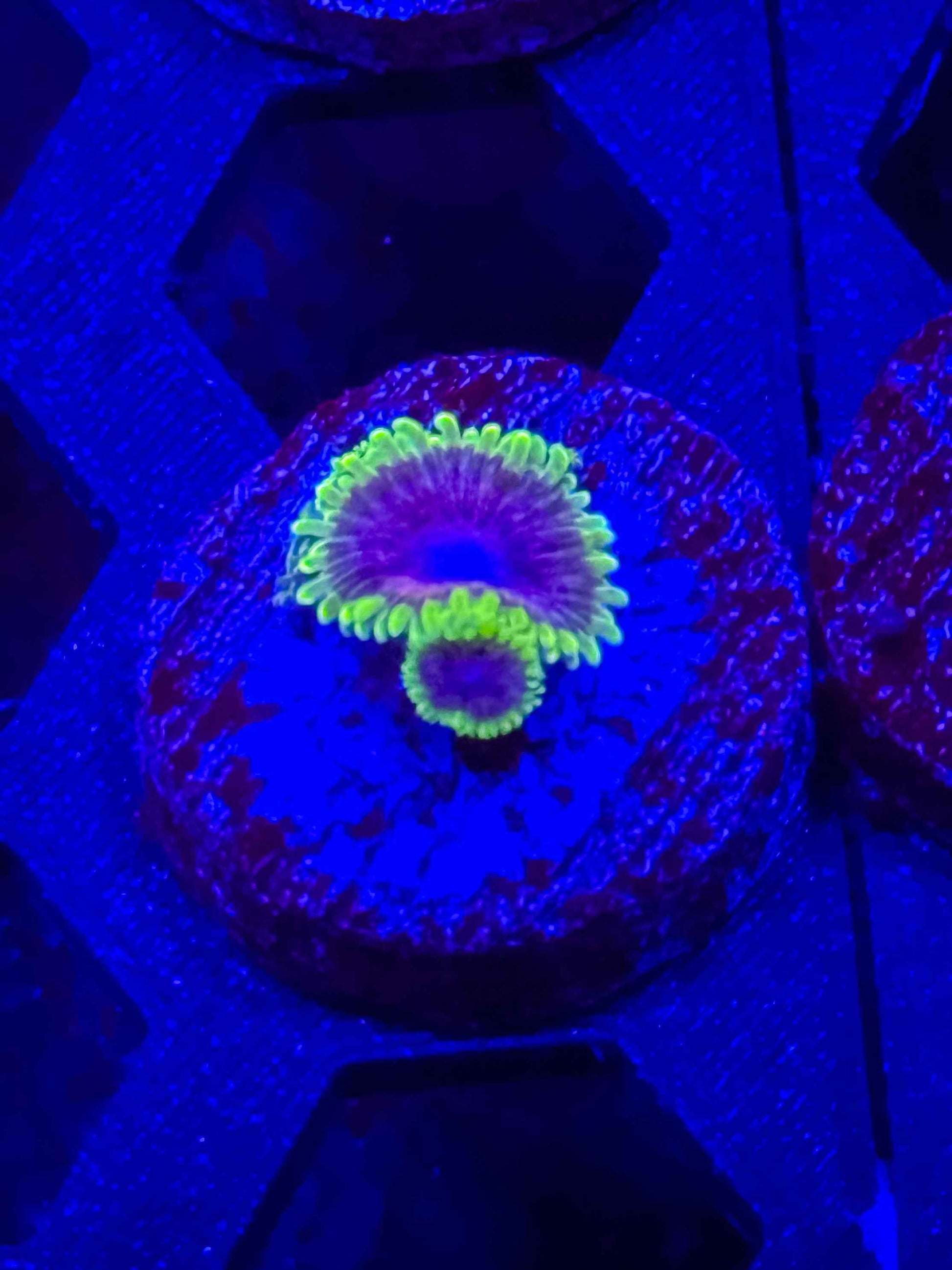 UC Atmosphere Zoa