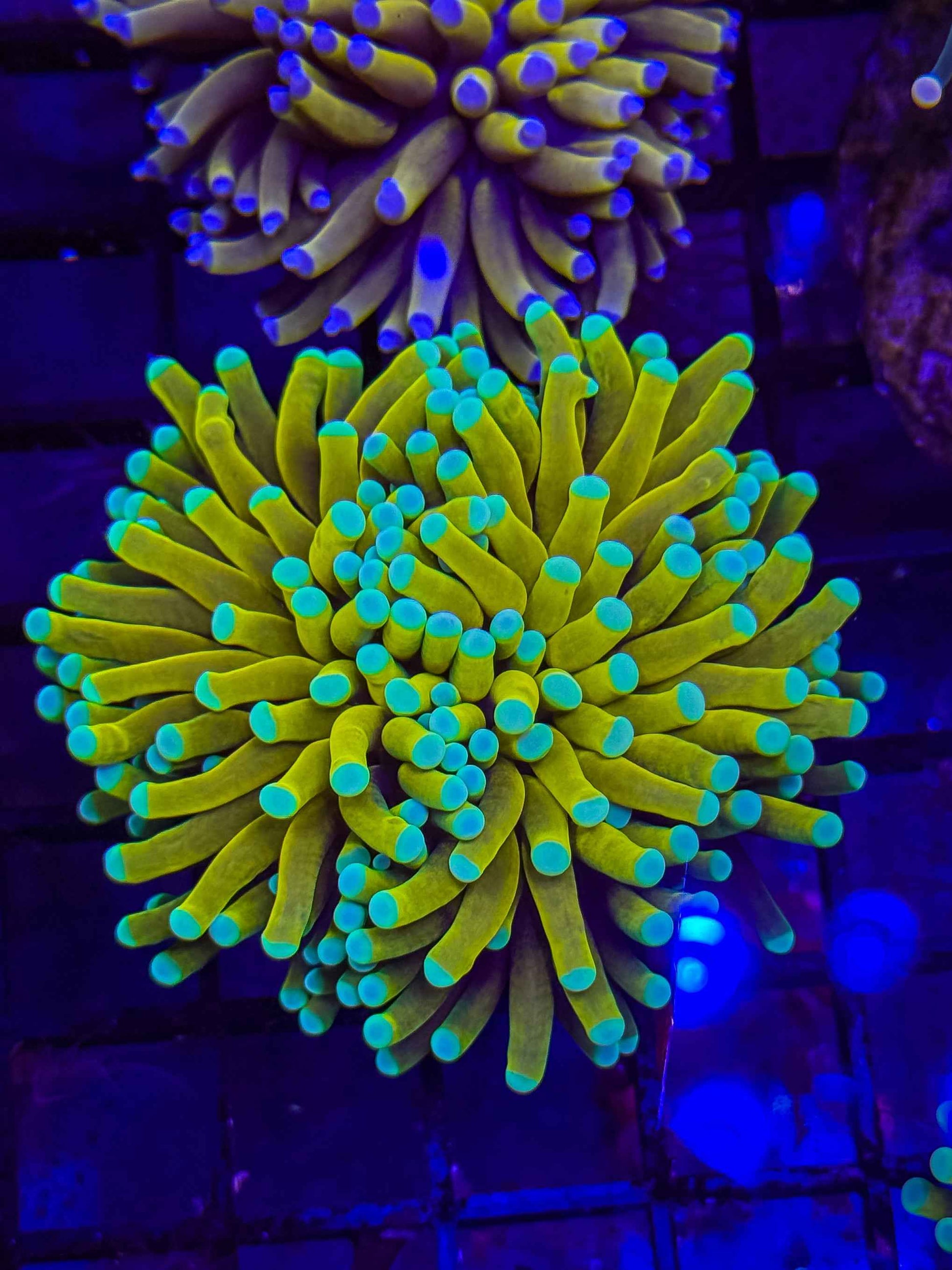 Malaysian Banana/Sungod Torch