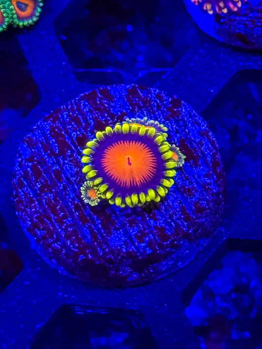 Dragon Eye Zoas