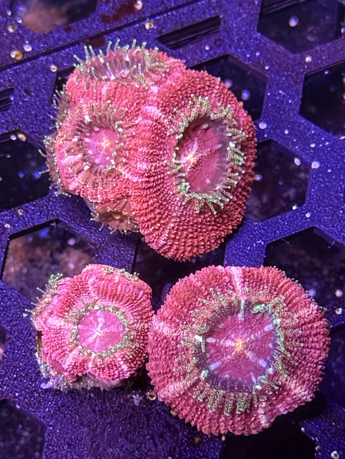 Asian Acan Coral – Almost WYSIWYG #3