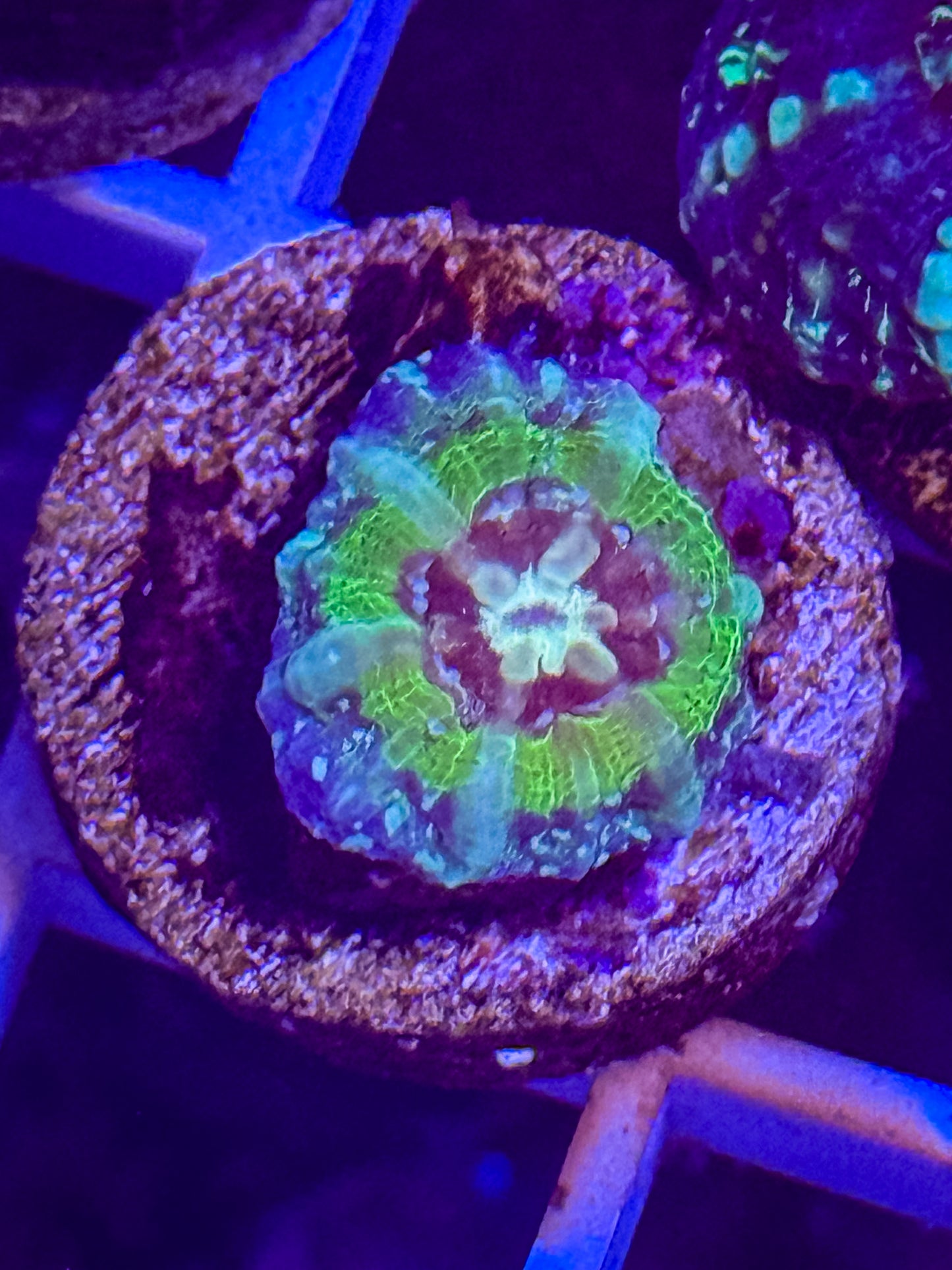 Captive Spawned UFO Scolymia